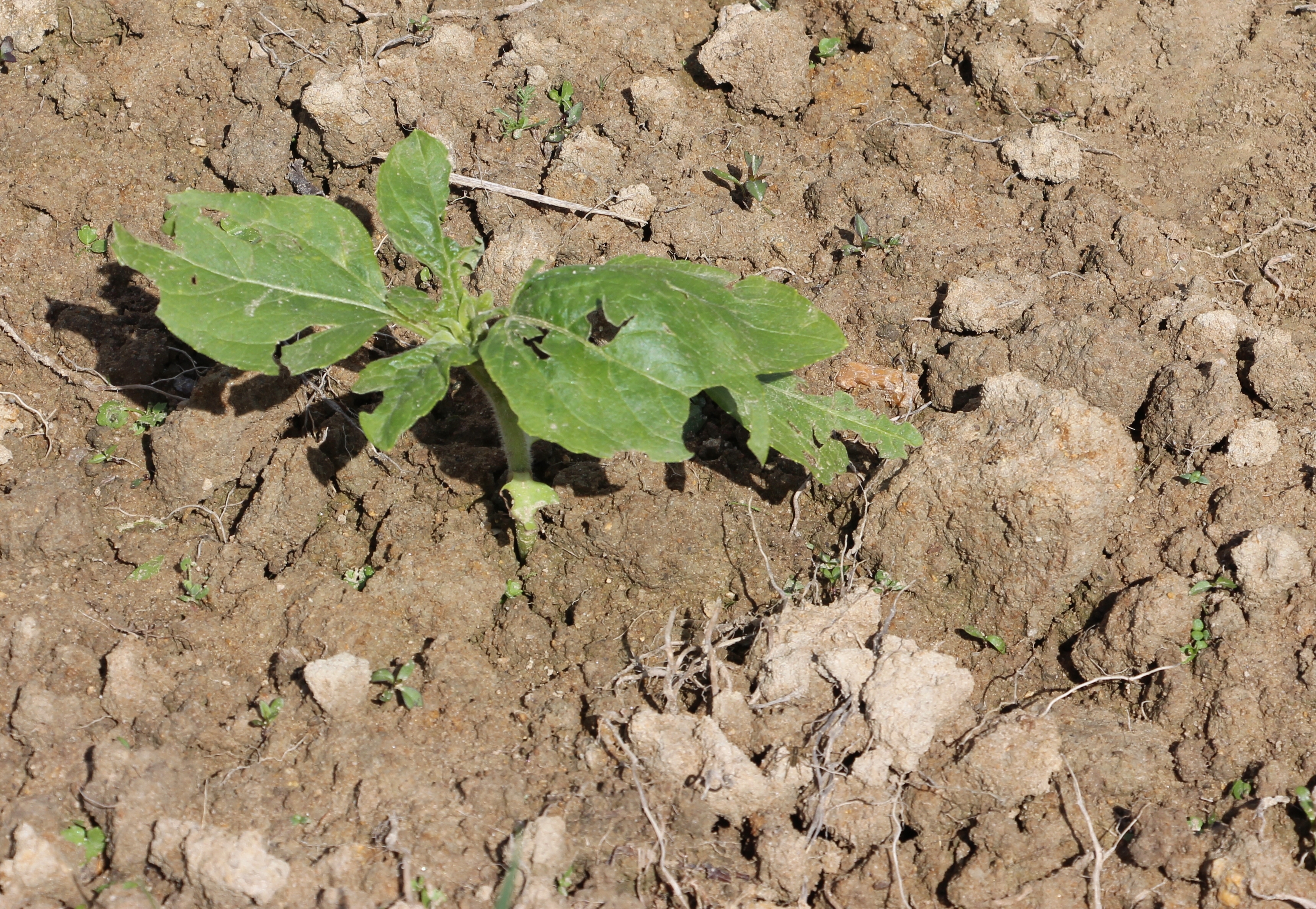 tournesol et climat : dégât de grêle