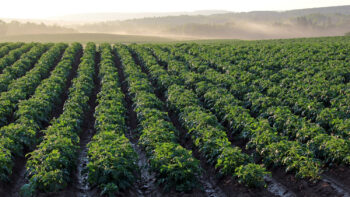 La pomme de terre convoitée cette année ?