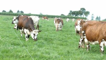 Les fermes herbagères sont moins impactées par la hausse des coûts