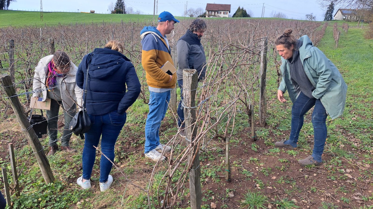 cuma des Galipes visite vignes