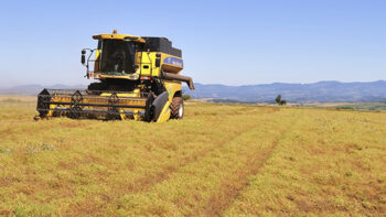 Le semis direct, un atout pour la lentille