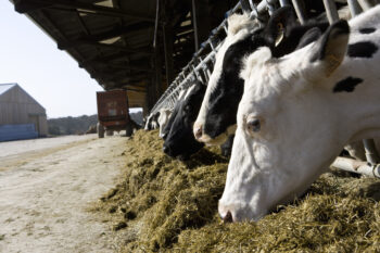 Stocker ne suffira pas, il faut réduire les GES agricoles !