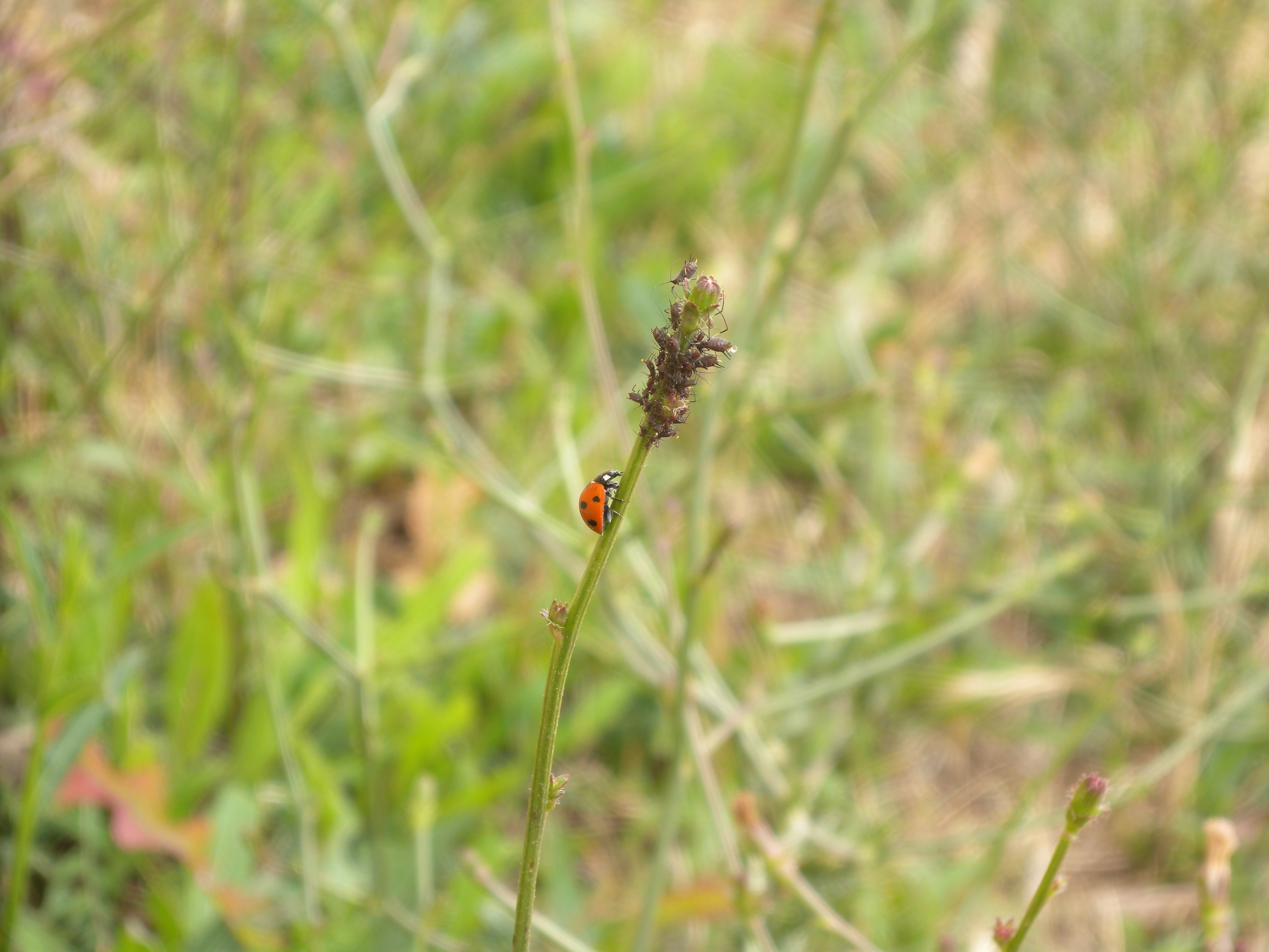 coccinelle et pucerons