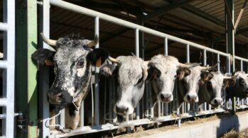 740 000 vaches en moins entre 2016 et 2022