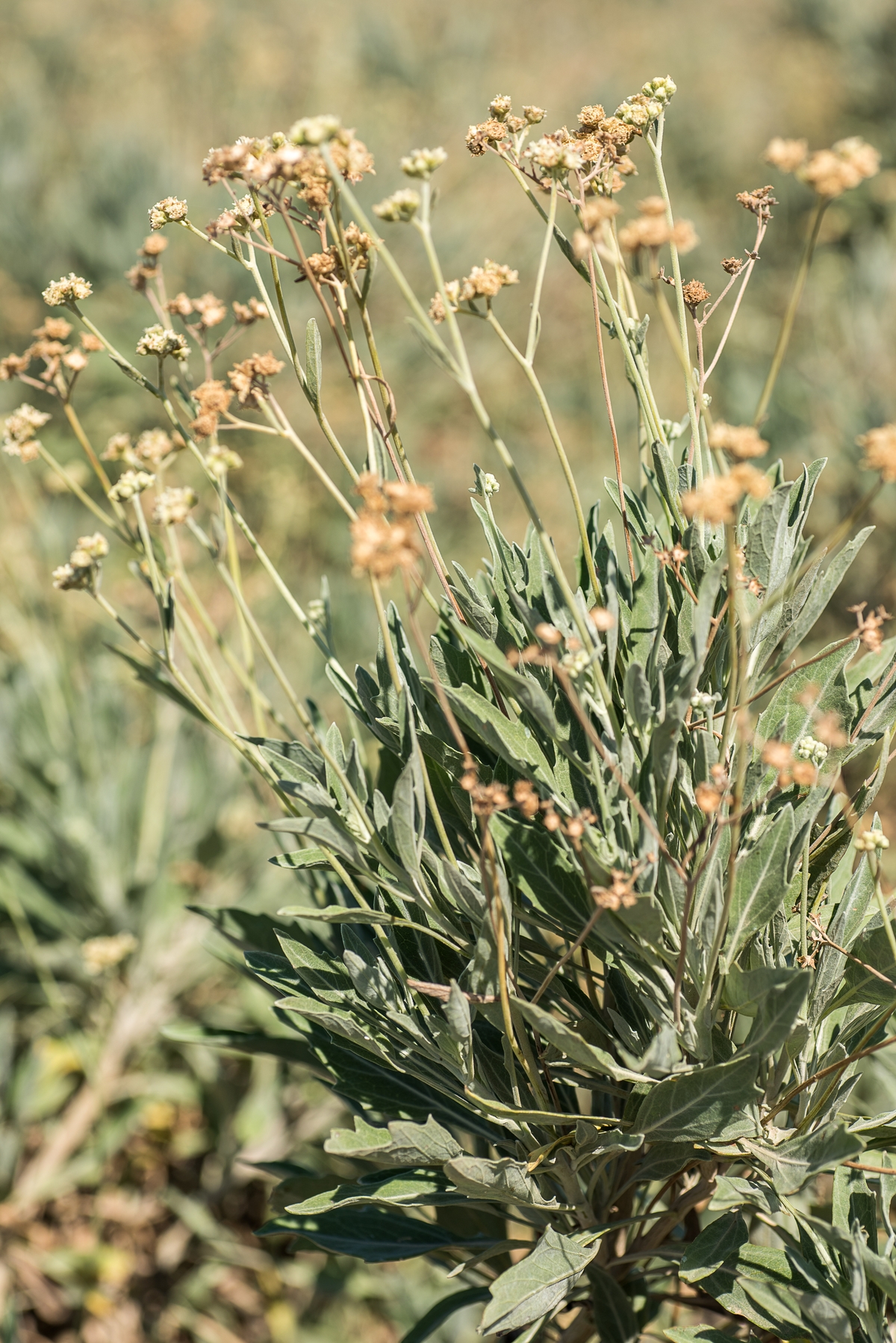 photo mystère ensileuse guayule