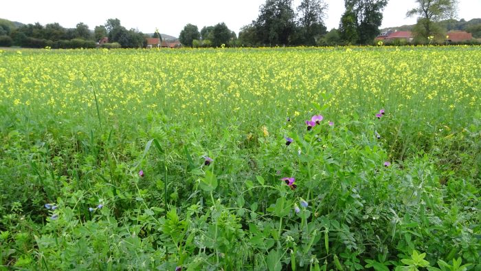 préserver la ressource en eau avec des couverts végétaux