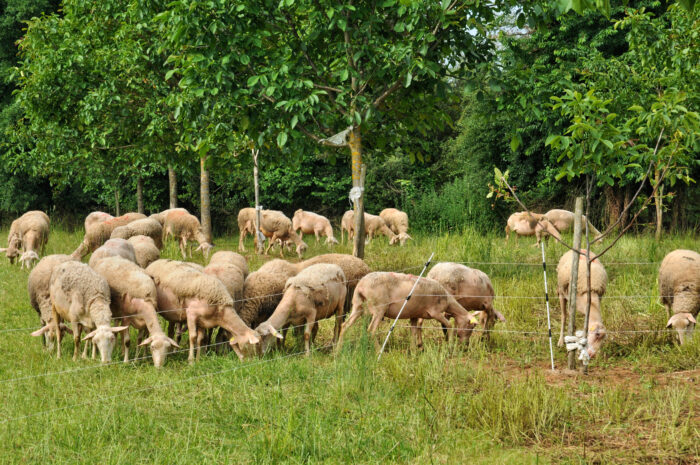 agriculture bas carbone