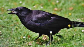 La lutte contre les corbeaux à l’échelle du territoire