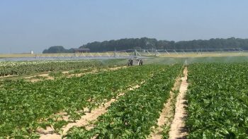 De l’irrigation découle la solution