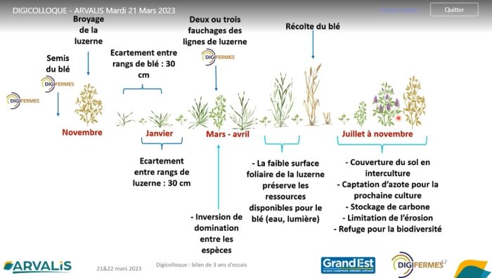 itinéraire du blé dans la luzerne à Arvalis