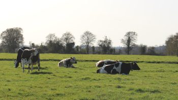 Et si la saison de l’herbe s’étalait désormais sur douze mois ?