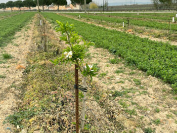 Les amandes ont besoin d'eau pour grossir