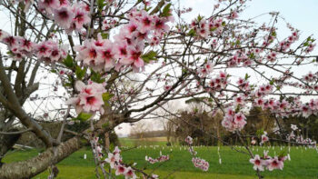 Amandes : la production s’organise en cuma