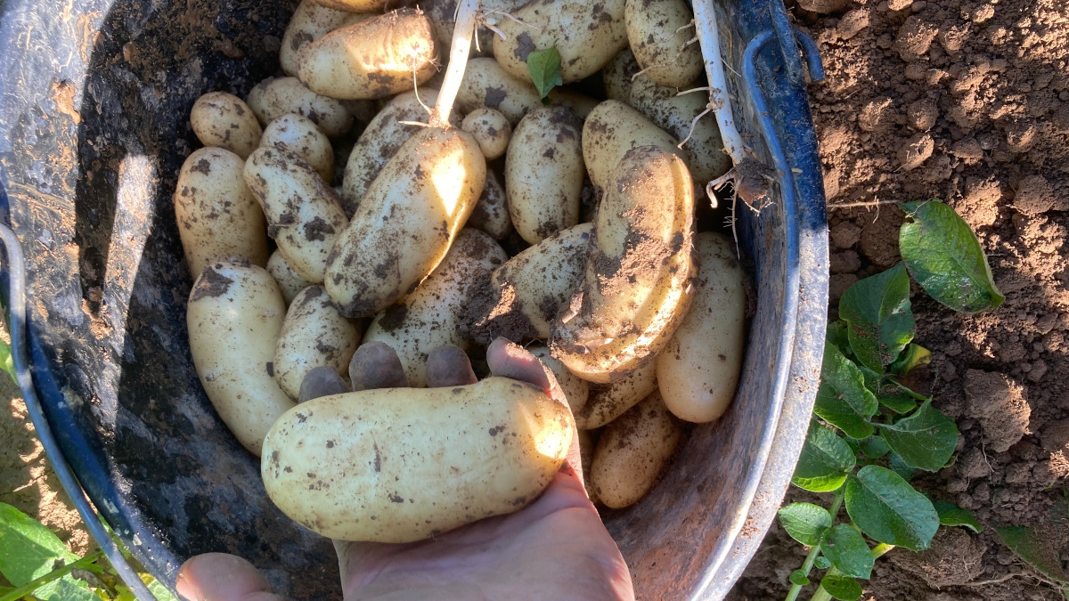 pommes de terre