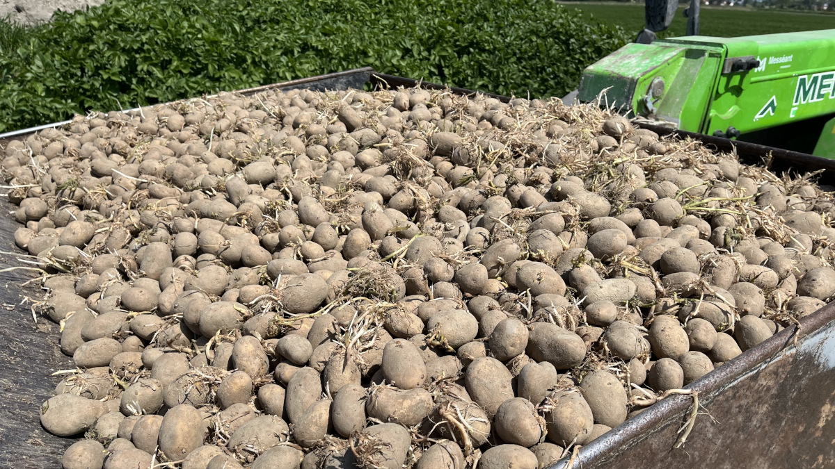 plants pommes de terre germés