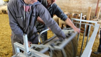 Concilier confort de travail et bien-être animal