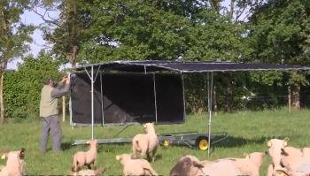 Un parasol pour les moutons ou les vaches