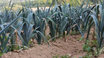 L’irrépressible mutation de l’agriculture normande