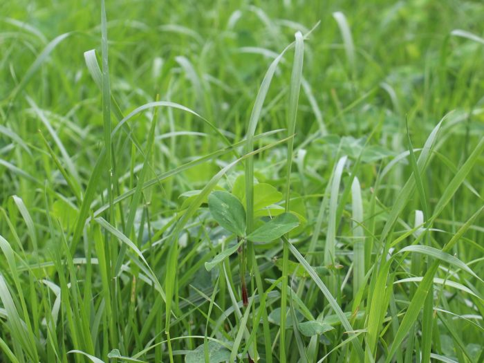 Flore d'une prairie