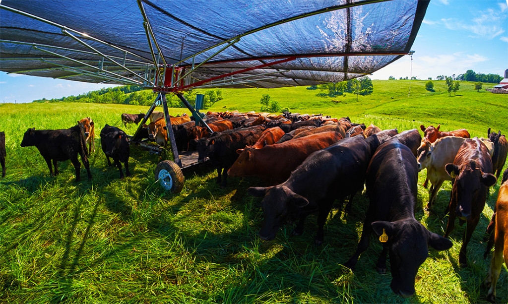 Shade Haven ombre pour les vaches