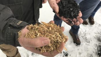 Le biochar, une filière qui cherche ses potentiels agronomiques