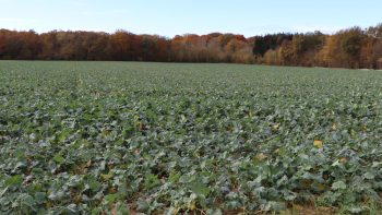 Quand implanter son colza avec les aléas du climat ?