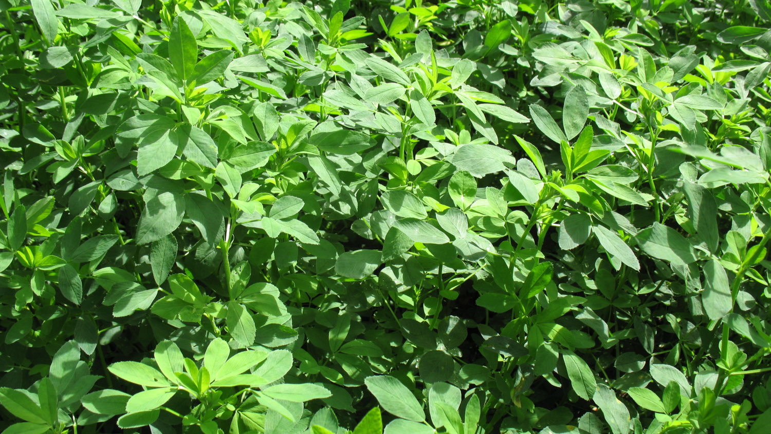 Luzerne : récolter séparément les feuilles de la tige pour la qualité