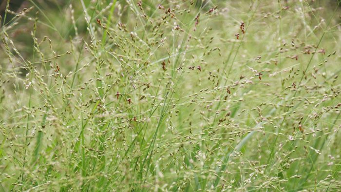 production fourragère