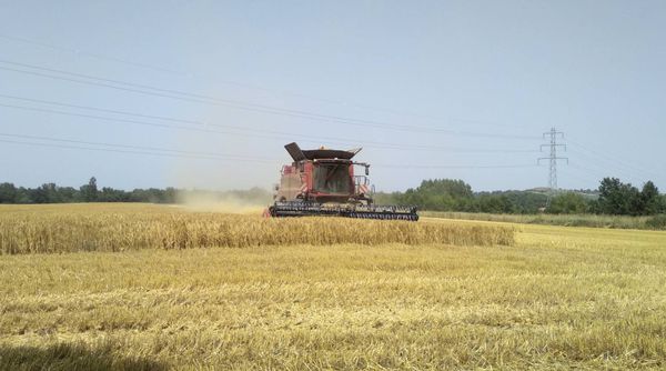 La moissonneuse-batteuse Case IH et la coupe vues de loin.