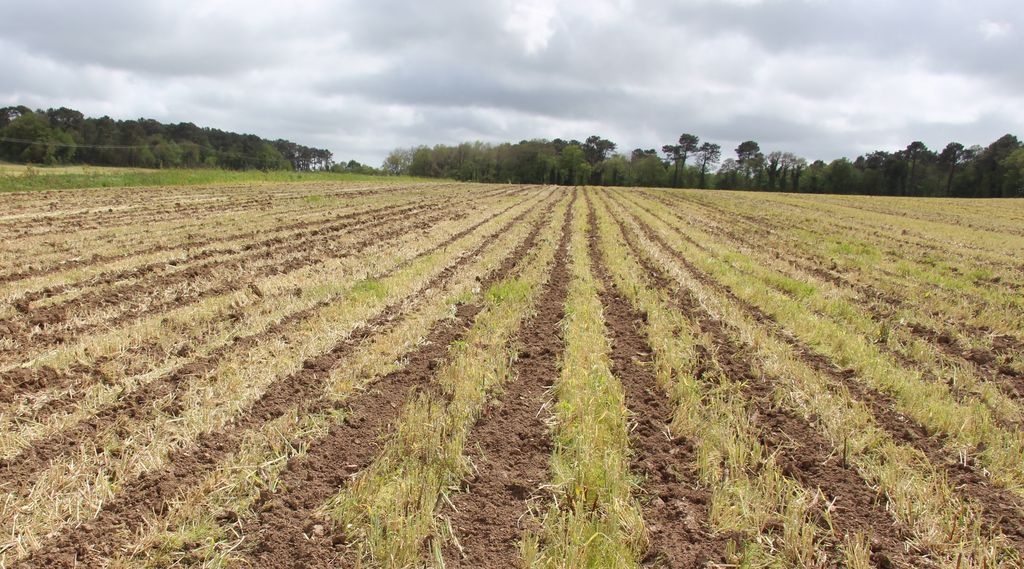 Champ préparé pour la culture du maïs avec un strip till