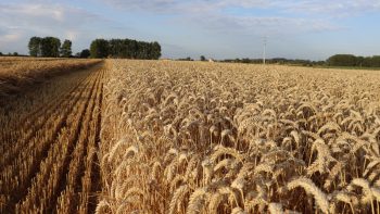 Marchés des grains, pourquoi ça fait le yoyo ?