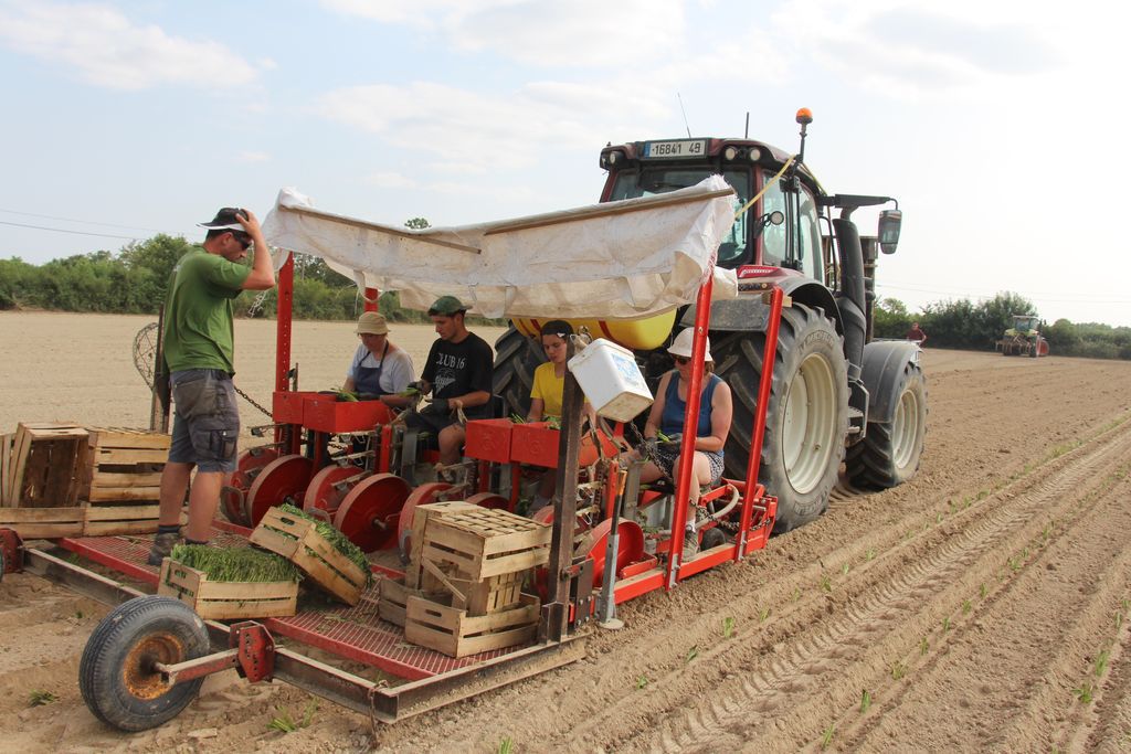 Planteuse de la cuma des Bois - repiquage des betteraves fourragères