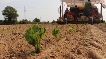 Avec le repiquage de ses betteraves fourragères, l’éleveur sécurise le rendement