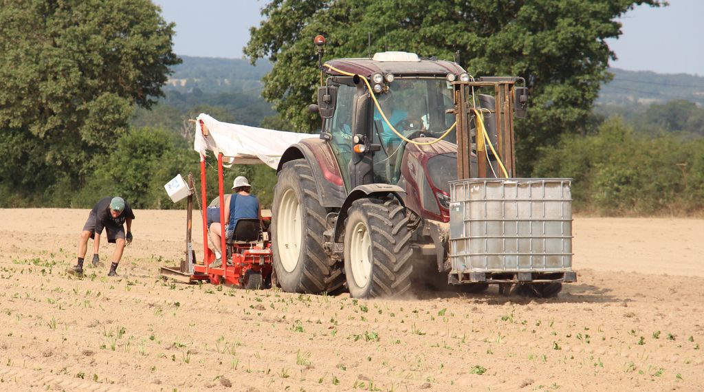 Ensemble de plantation des betteraves - repiquage des betteraves fourragères