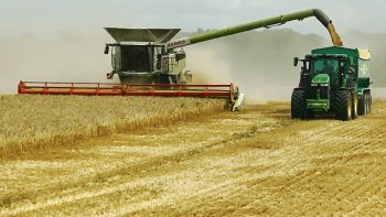 6 ha/h en moyenne pour chaque moissonneuse grâce aux transbordeurs