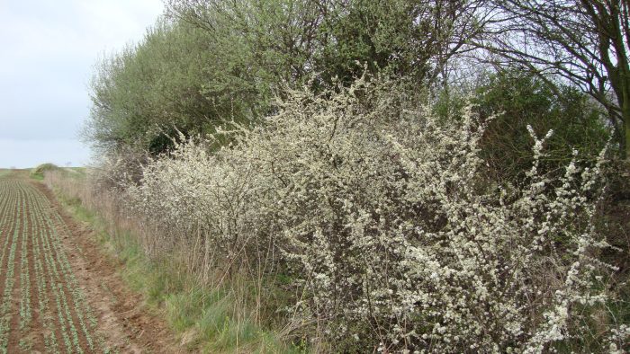 Haie dense contre l'érosion