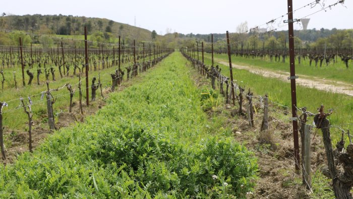 Cuma des Voconces dans le Vaucluse