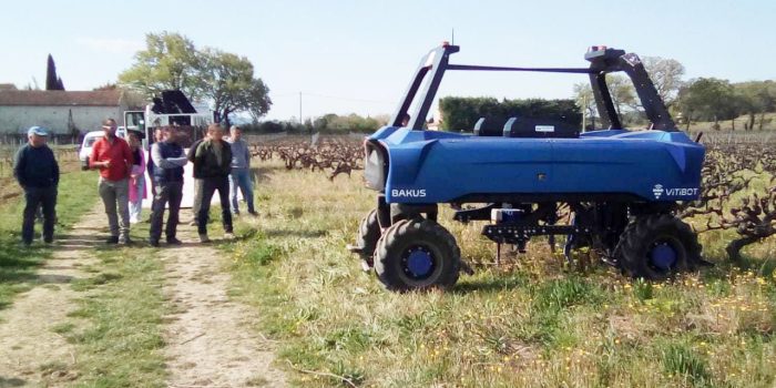 cuma des Voconces dans le Vaucluse