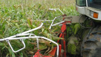 Ensilage 2023 : du maïs, sous des meilleurs auspices