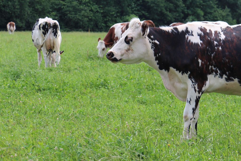 Vaches laitières dans une prairie multiespèce