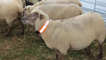 L’élevage ovin, façon numérique