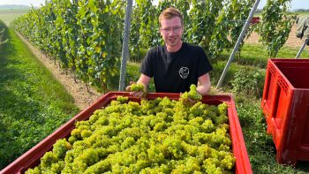 Le câble chauffant antigel fait ses preuves à Chablis