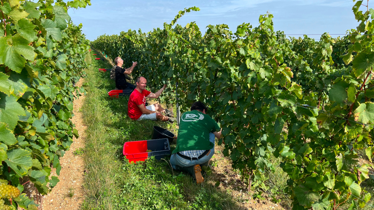 première vendange dans le Nord