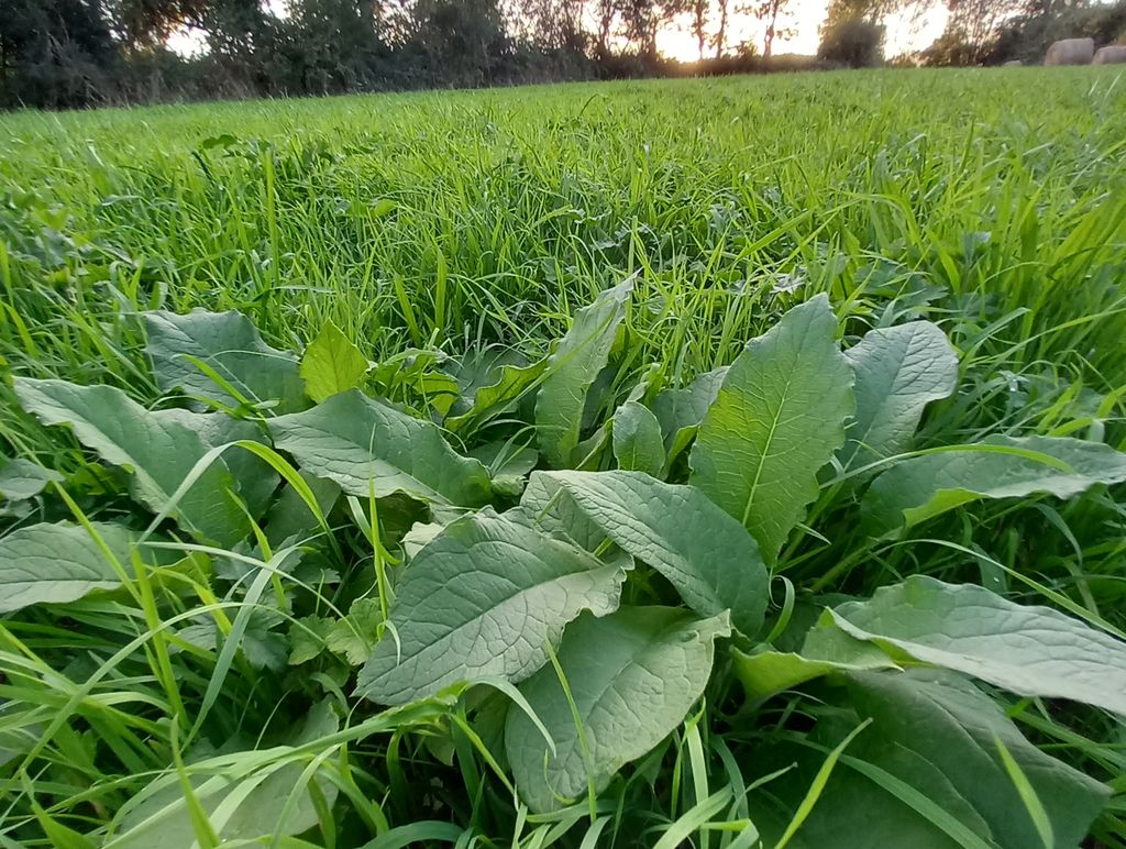 Prairie permanent avec un rumex