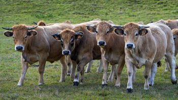 Plan de soutien pour l’élevage bovin: les 4 axes du Gouvernement