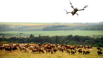 L’œil de l’éleveur prend de la hauteur avec le drone