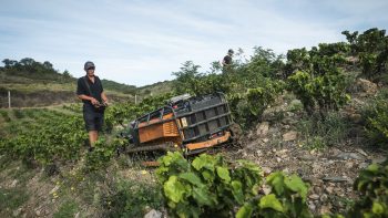 [Avis] Un robot Energreen pour entretenir les vignes pentues