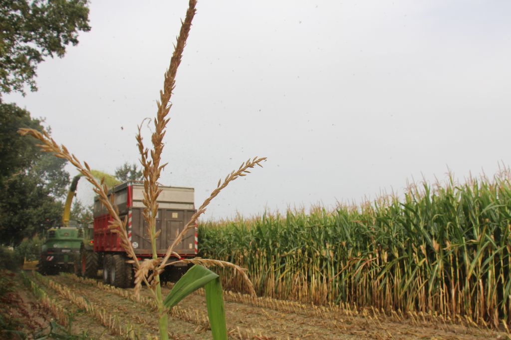 Fleur male de maïs sur un chantier d'ensilage