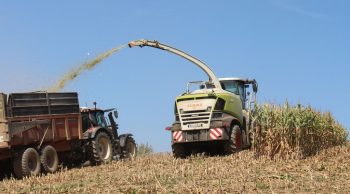 Les silos pleins du bon maïs 2023