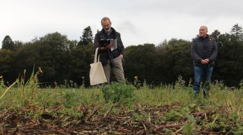 En Bretagne, le glyphosate parfois incontournable